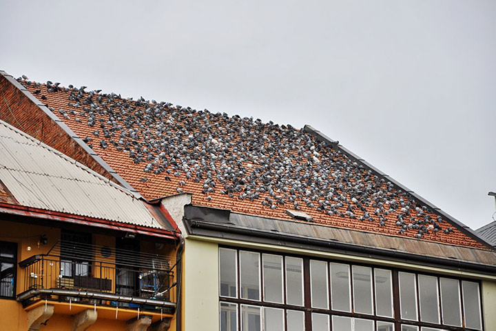 A2B Pest Control are able to install spikes to deter birds from roofs in Birstall. 
