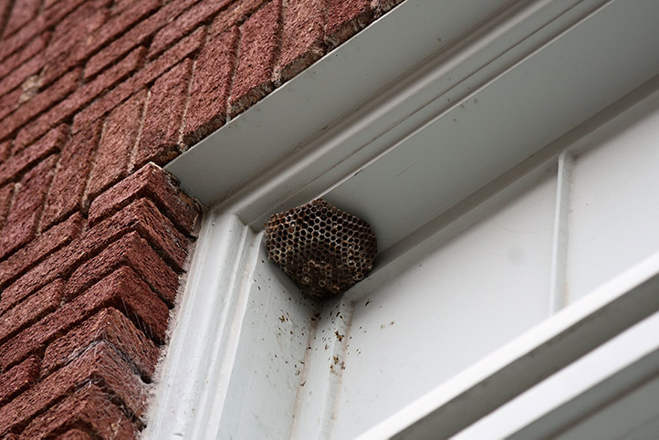 We provide a wasp nest removal service for domestic and commercial properties in Birstall.
